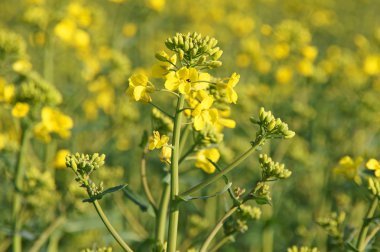 Rapeseed field clipart