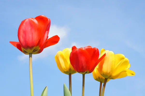 Тюльпаны и голубое небо — стоковое фото