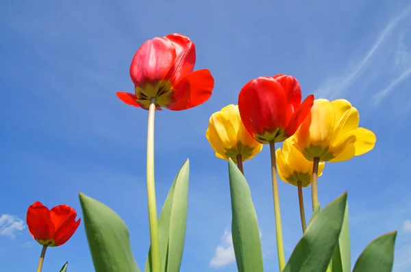 Tulipány a modrá obloha — Stock fotografie
