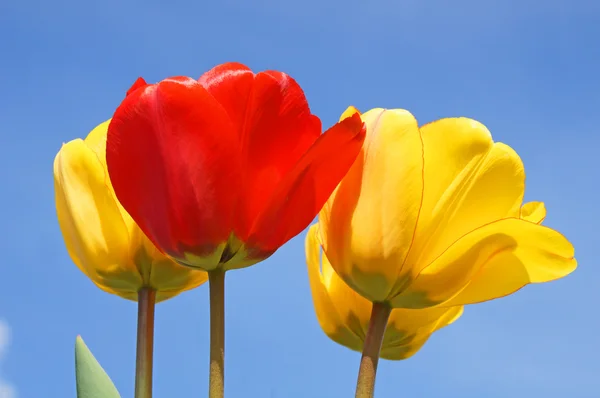 Tulipanes y cielo azul —  Fotos de Stock