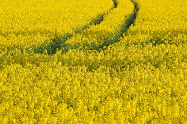 Rapeseed field clipart