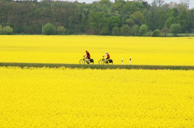 Cyclists clipart