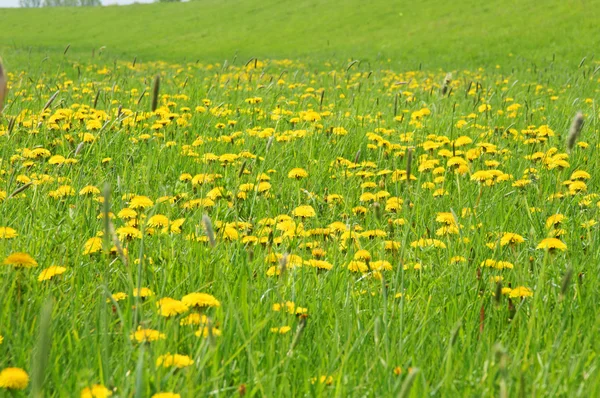 Padang rumput dengan dandelion — Stok Foto