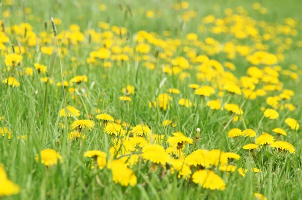 Padang rumput dengan dandelion — Stok Foto