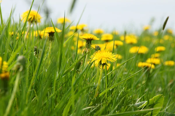 タンポポの草原 — ストック写真
