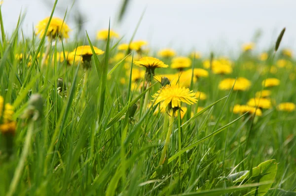 Weiland met paardebloemen — Stok fotoğraf