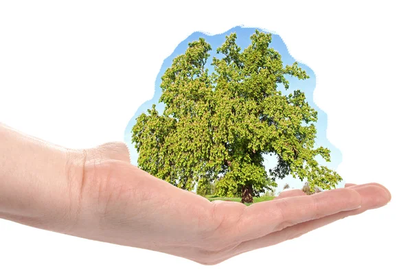 Hand med ett träd — Stockfoto