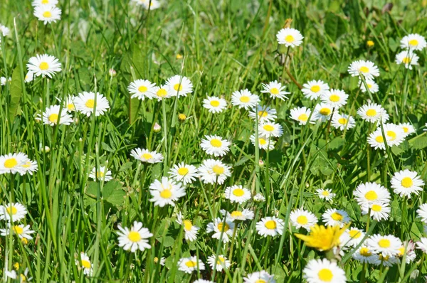 Daisy ve yeşil çimen — Stok fotoğraf