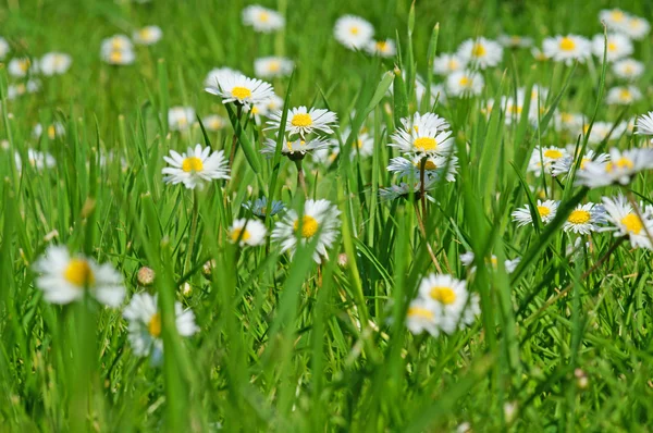 Margarida e grama verde — Fotografia de Stock