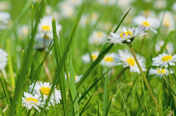 Daisy és zöld fű — Stock Fotó