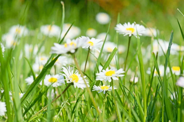 Daisy och grönt gräs — Stockfoto