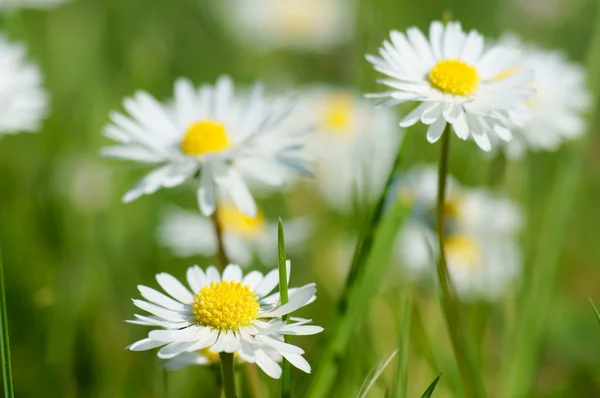 Daisy och grönt gräs — Stockfoto