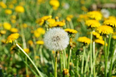 weiland met paardebloemen