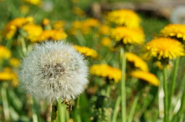 weiland met paardebloemen