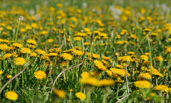 Meadow with dandelions — Stock Photo, Image
