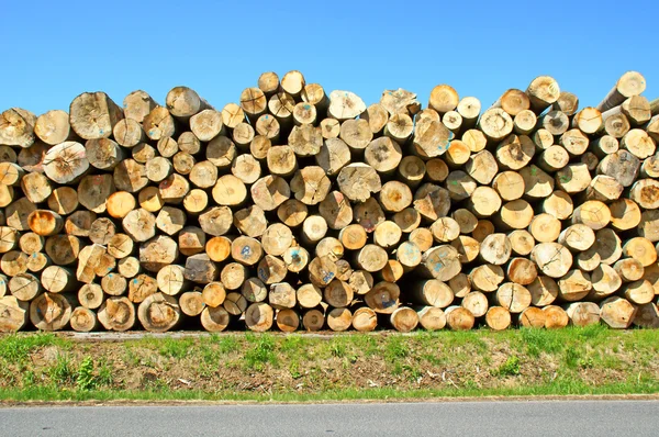 Tree trunks — Stock Photo, Image