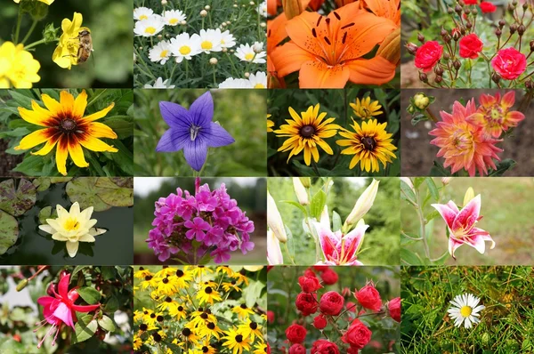 Collage floral — Foto de Stock