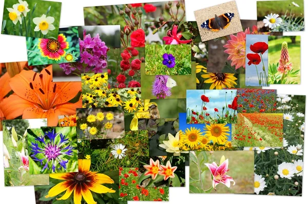 Blommig collage — Stockfoto
