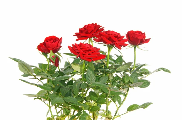Red Roses Stock Picture
