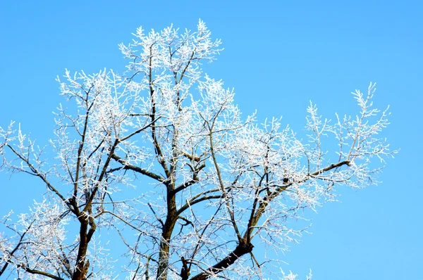 겨울 계절 — 스톡 사진