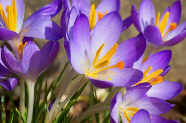 Crocus clipart