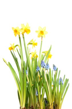 Daffodils clipart