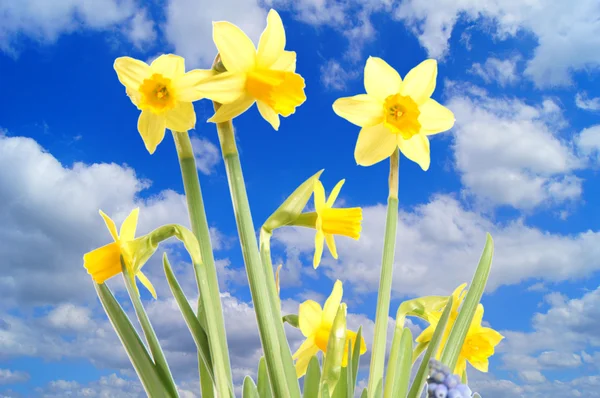 stock image Daffodils