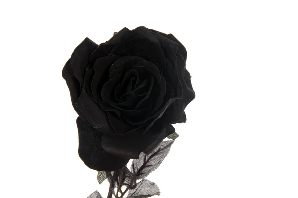 stock image Black rose