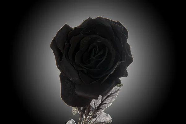 Černá růže — Stock fotografie