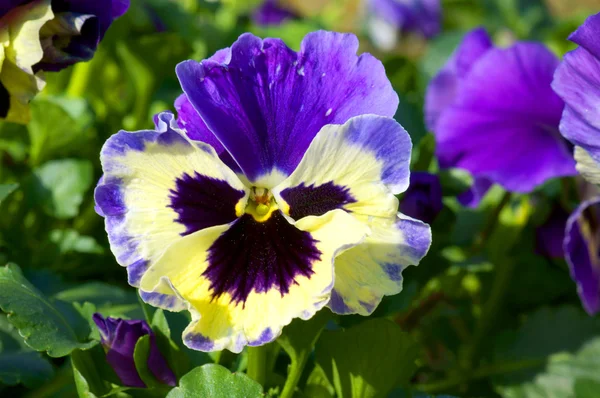 Violet pansies with beautiful flowers as a close-up — Stock Photo ...