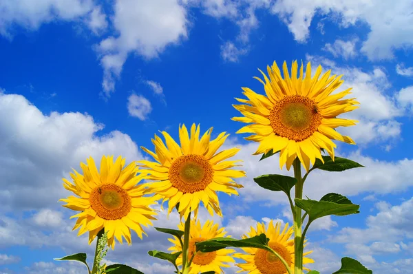 Sonnenblume und blauer Himmel mit Wolken — Stockfoto
