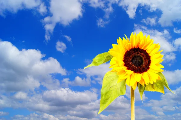Zonnebloem en blauwe hemel met wolken — Stockfoto