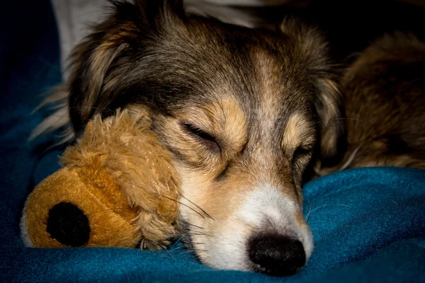 Slapen met een stuk speelgoed hond — Stockfoto