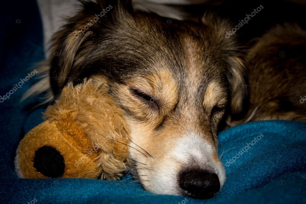 Why Does My Dog Sleep With A Toy