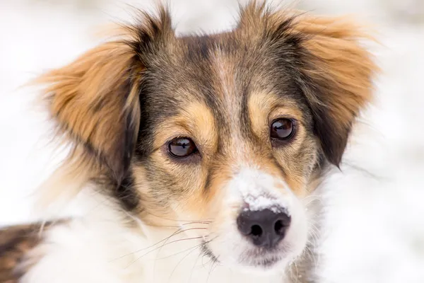 Kutya a hóban — Stock Fotó