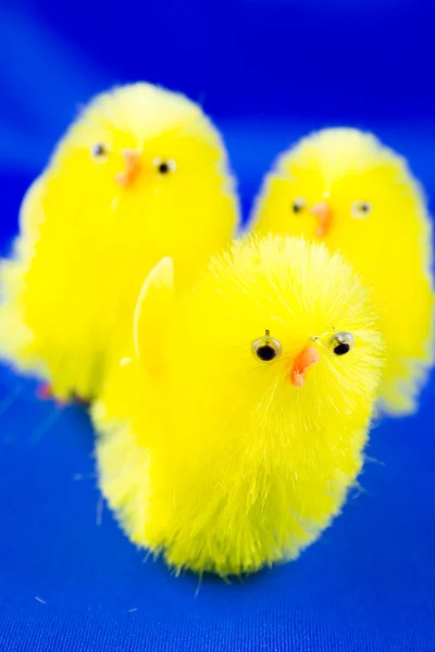 Húsvéti csibék egy kék háttér — Stock Fotó