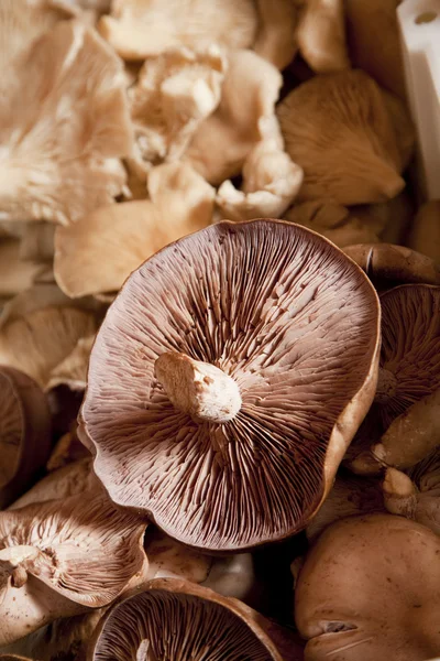 stock image Mushroom