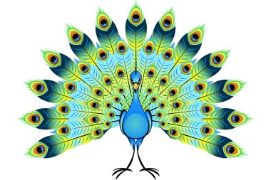 Peacock clipart