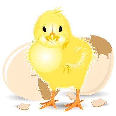 Newborn Chick clipart