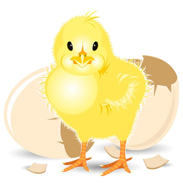 Newborn Chick — Stock Vector