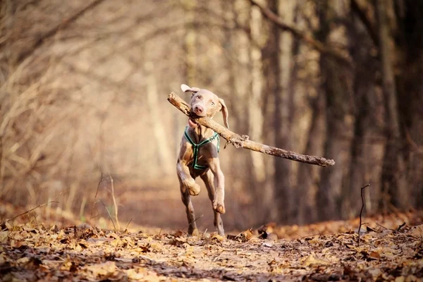 Köpek Oynama — Stok fotoğraf