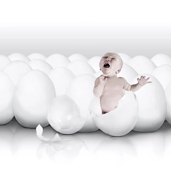 白い卵から生まれたばかりの赤ちゃん — ストック写真