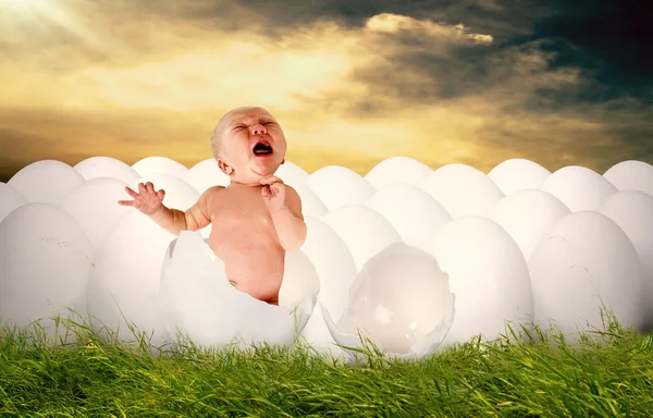 stock image Baby newborn from white egg outdoor