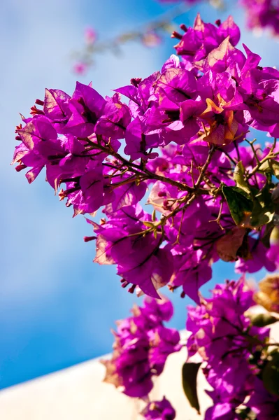 stock image Beautiful flowers