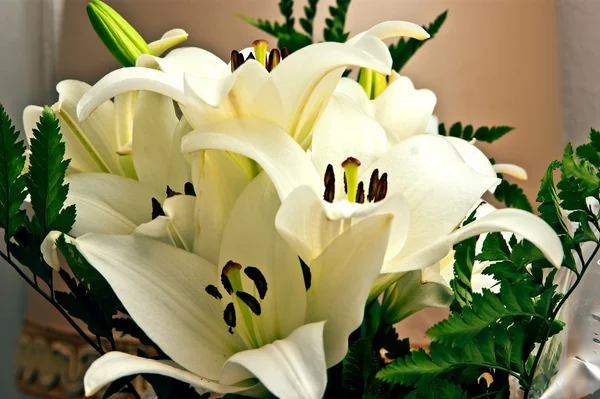 stock image White flowers