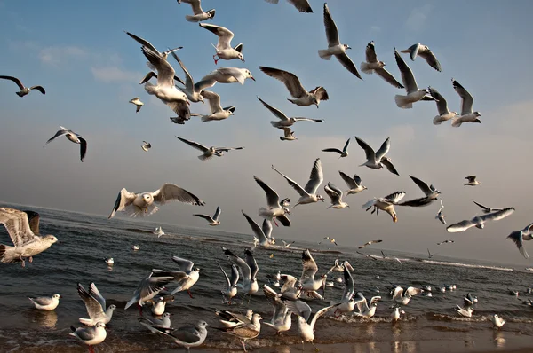 Ein Schwarm Vögel am Strand — Stockfoto