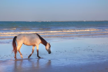 Take a walk to the ocean side clipart