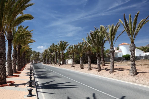 Yol palmiye ağaçlarıyla la azohia, bölge murcia, İspanya — Stok fotoğraf