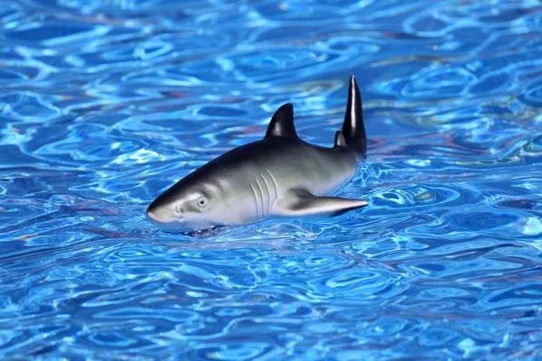 Tubarão de brinquedo na piscina — Fotografia de Stock