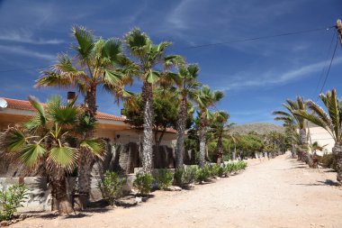 Palm trees in La Azohia, Region Murcia, Spain clipart